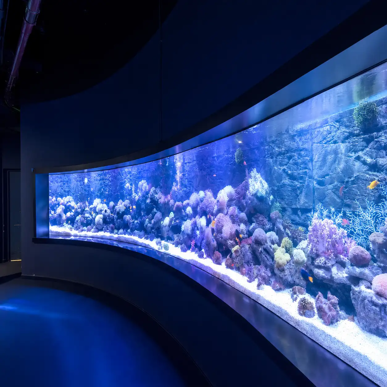 acrylic aquarium fish tank (2)