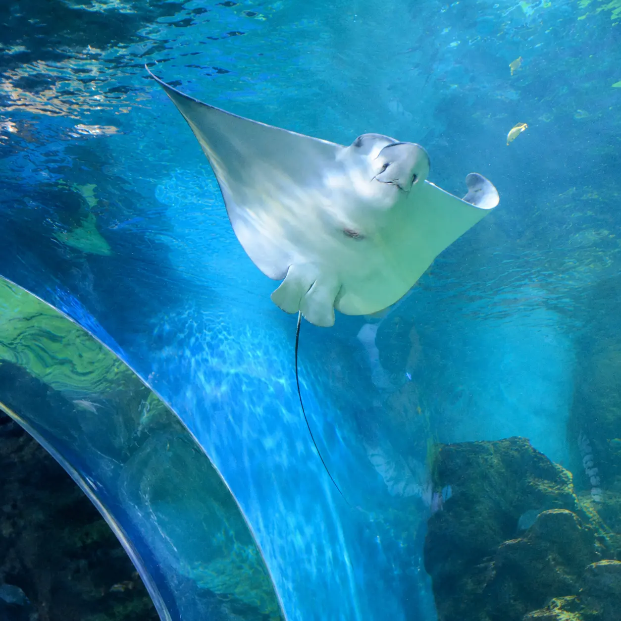 acrylic aquarium fish tank (3)